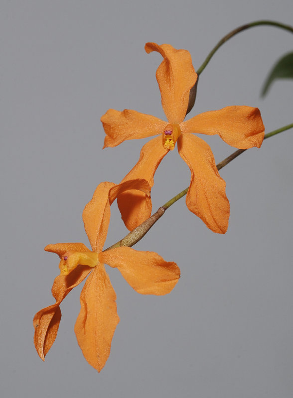 Neocogniauxia monophylla. Close-up.