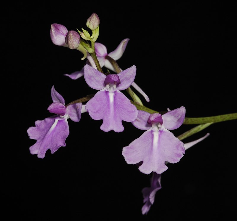 Hemipilia flabellata.