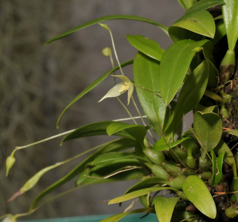 Bulbophyllum aphanopetalum.