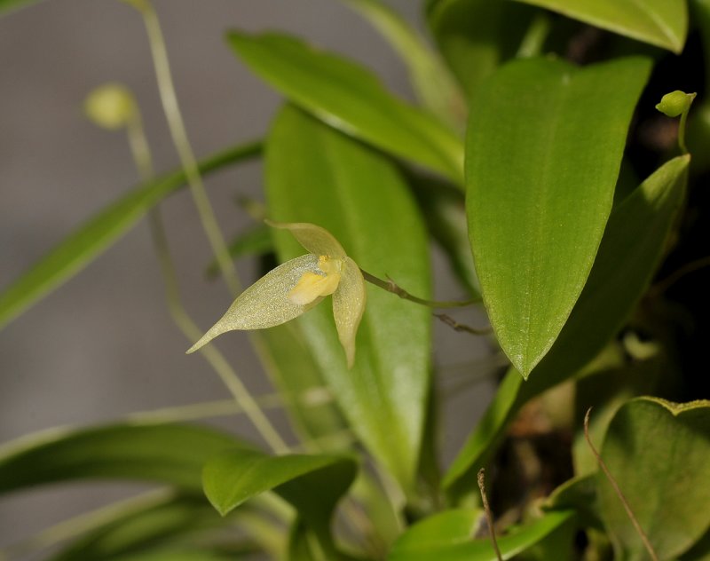 Bulbophyllum aphanopetalum. Closer.