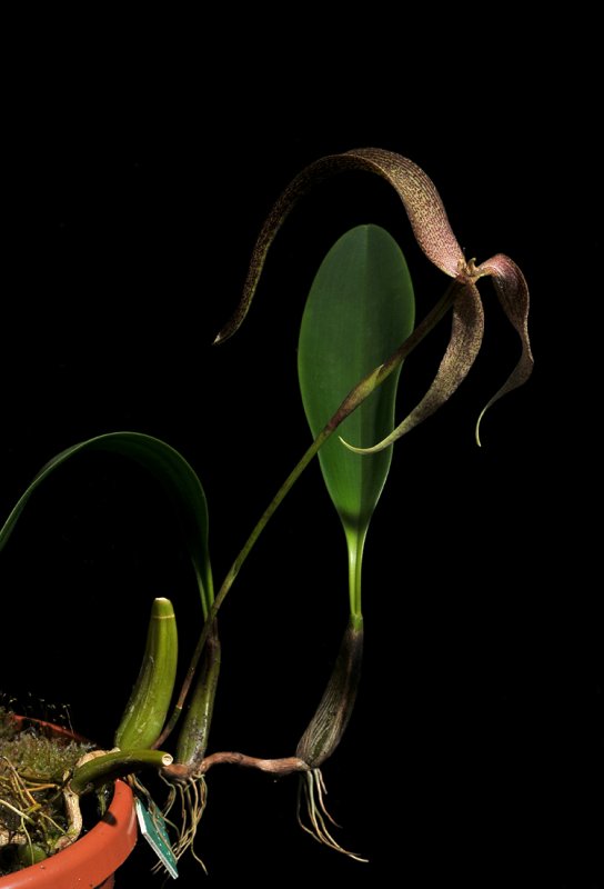 Bulbophyllum bandischii.