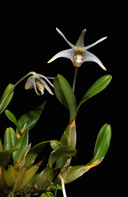 Dendrobium dichrotropis.