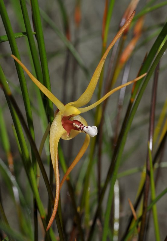 Dendrobium spec. Close-up.