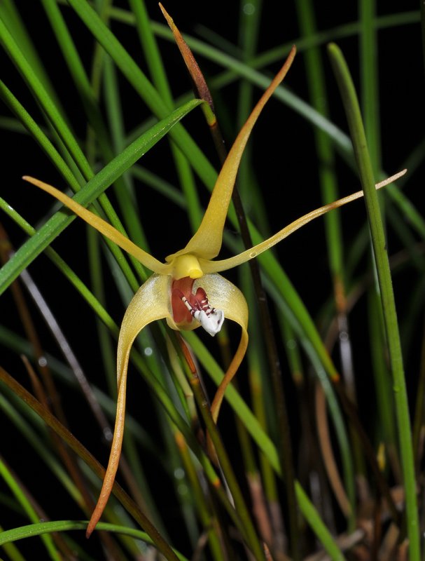 Dendrobium spec. Close-up.