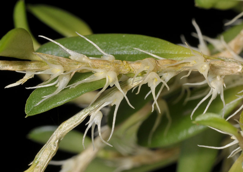 Bulbophyllum clandestinum. Closer.