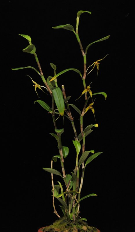 Bulbophyllum erythrosema.