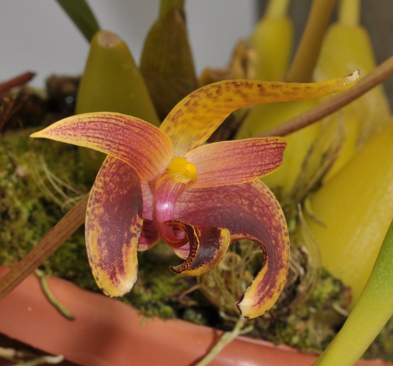 Bulbophyllum lobbii. Side.