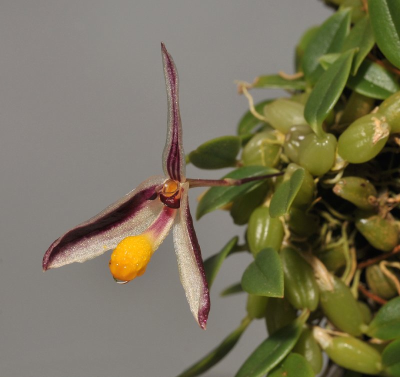 Bulbophyllum spec.