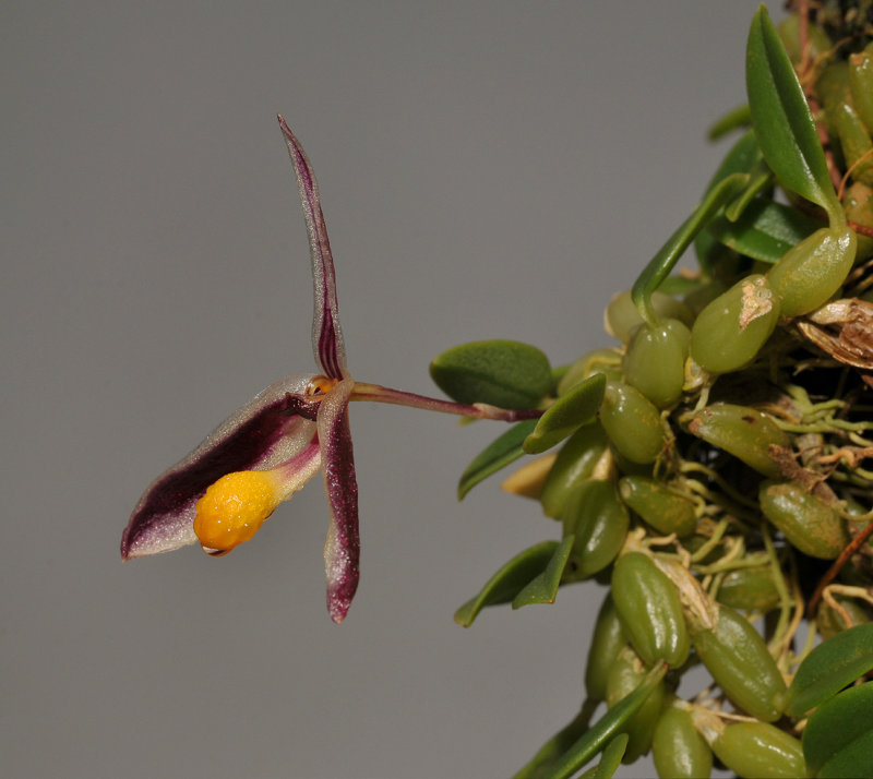 Bulbophyllum spec.