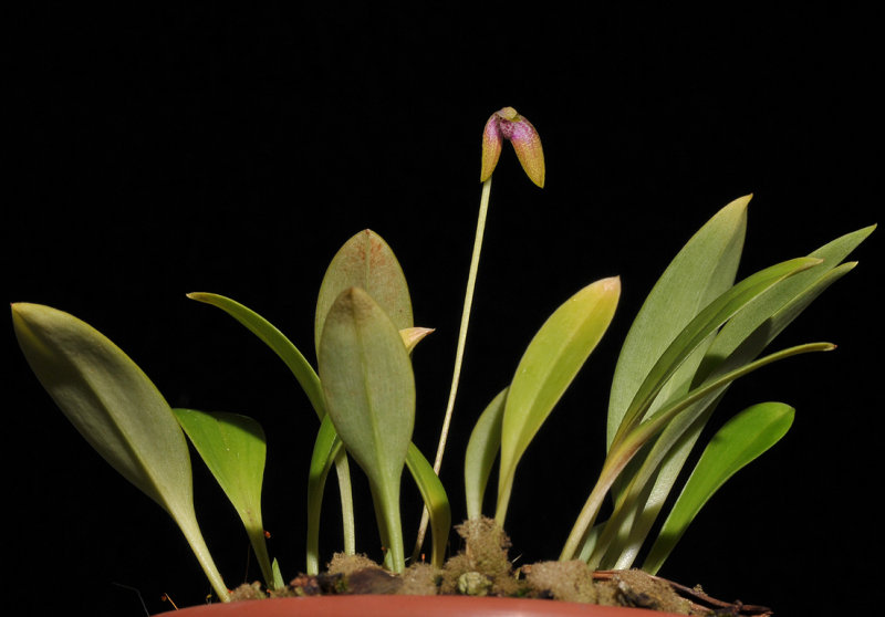 Bulbophyllum spec.