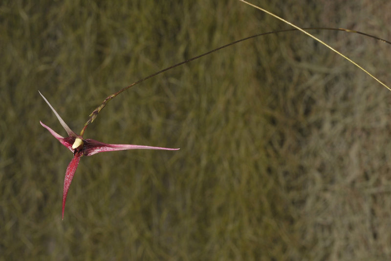Bulbophyllum spec. sect. Intervallatae