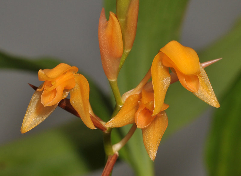 Coelogyne miniata. Close-up.