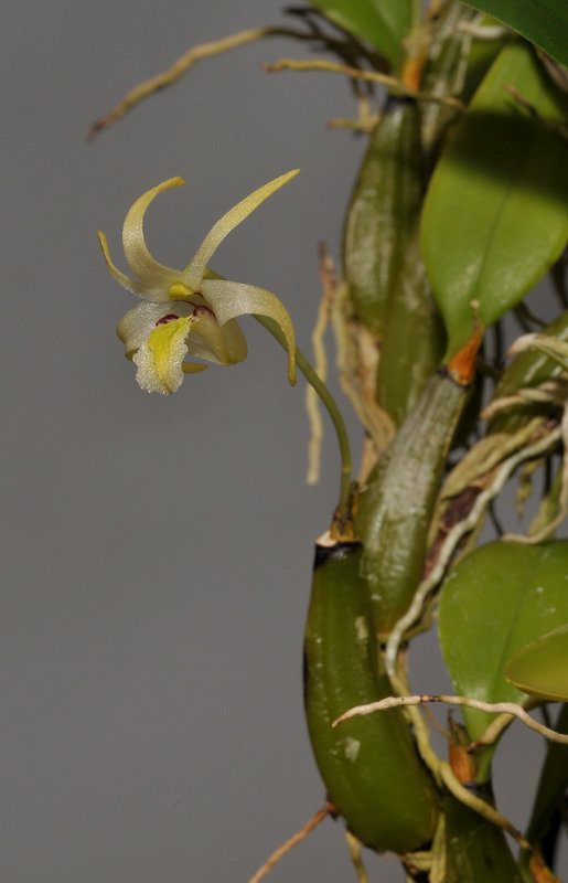 Diplocaulobium dichotropis. Closer.