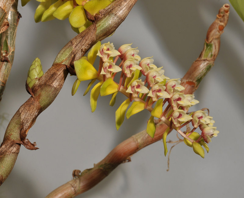 Pinalia latibracteata