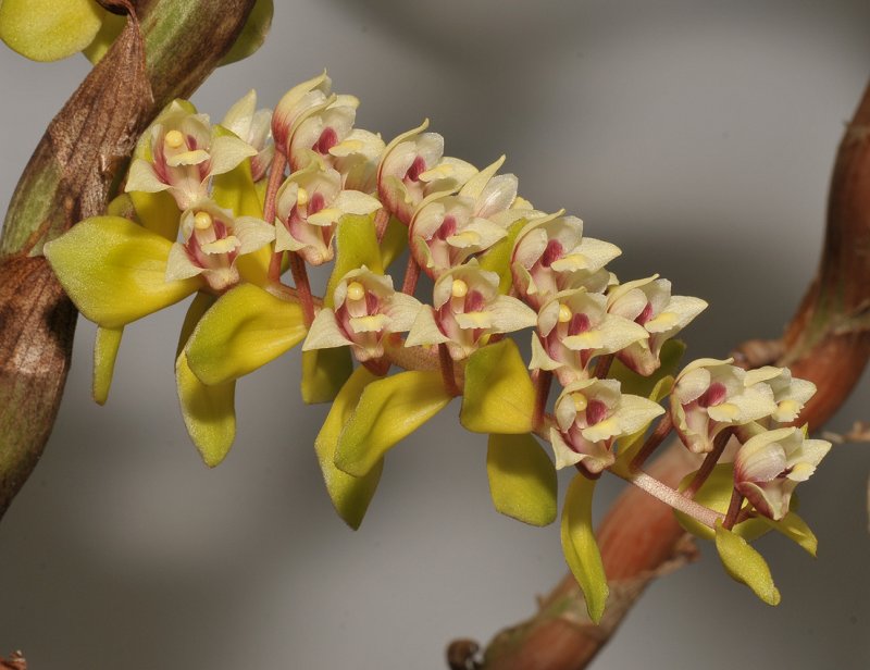 Pinalia latibracteata. Closer.