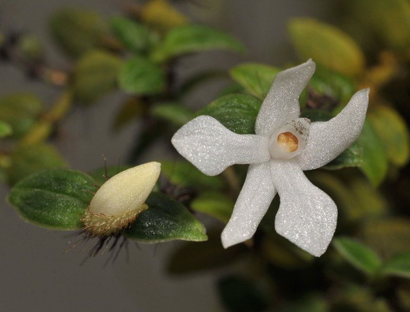 Glomera fuscosetosa Close-up.