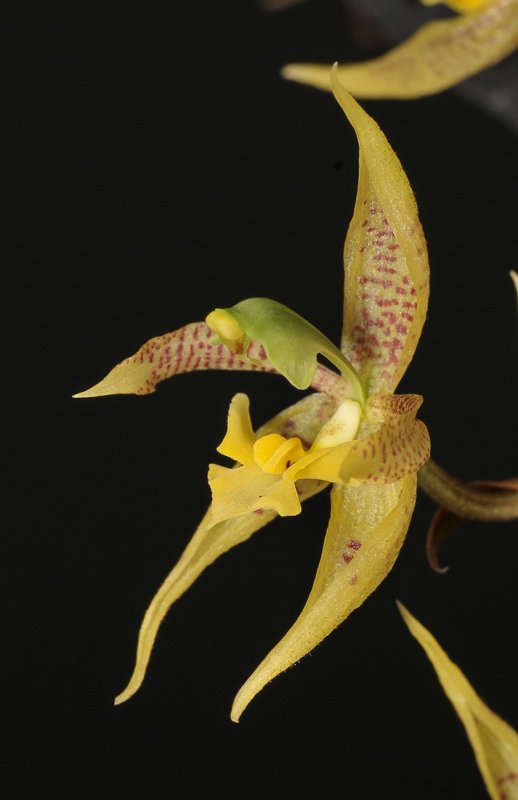 Kegeliella atropilosa. Close-up side.
