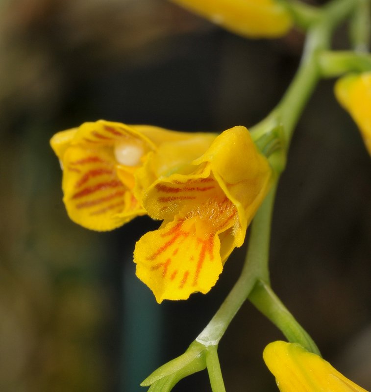 Scelochilus ottonis. Close-up.