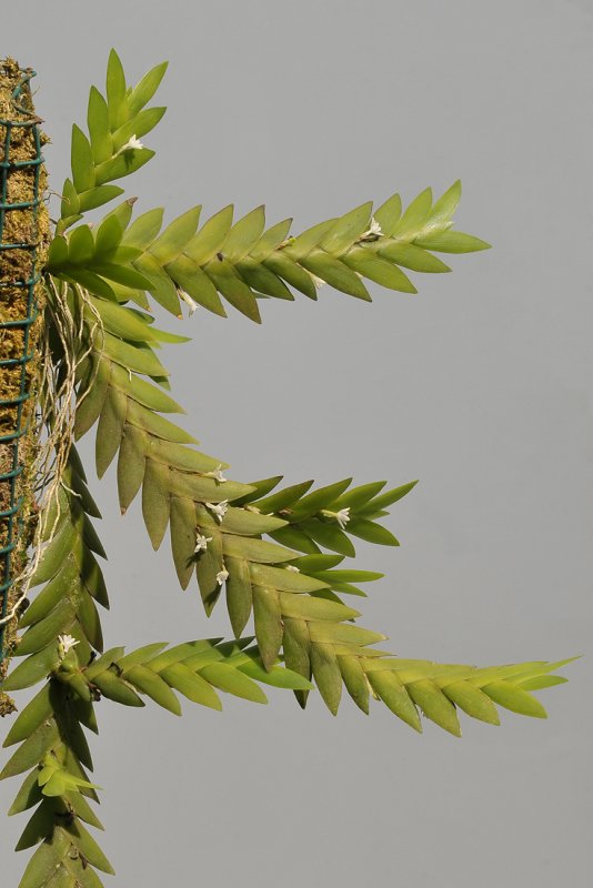 Angraecum aporoides.