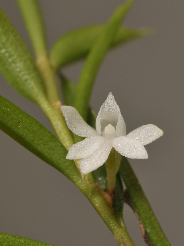 Angraecum atlanticum. Close-up.