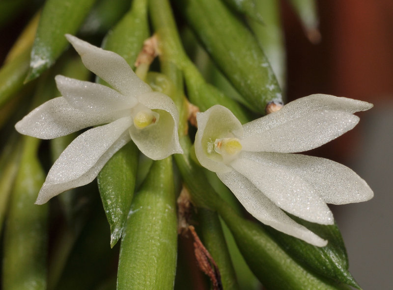 Angraecum gabonense. Close-up.