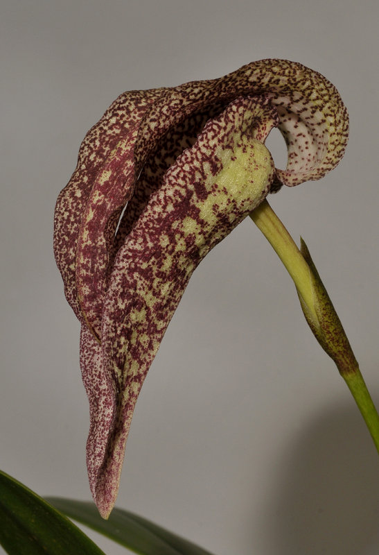 Bulbophyllum fritillariiflorum. Closer.