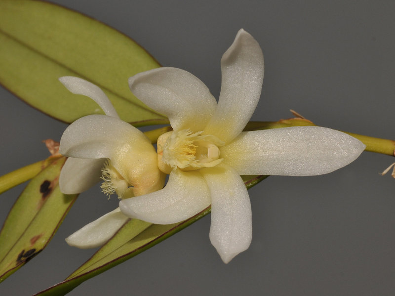 Dendrobium pruinosum. Close-up.