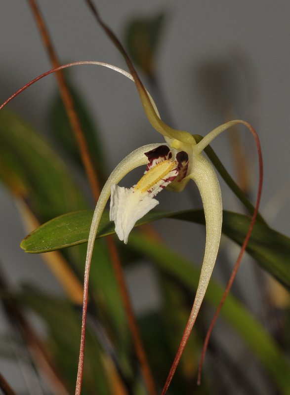 Dendrobium mekynosepalum. Close-up.