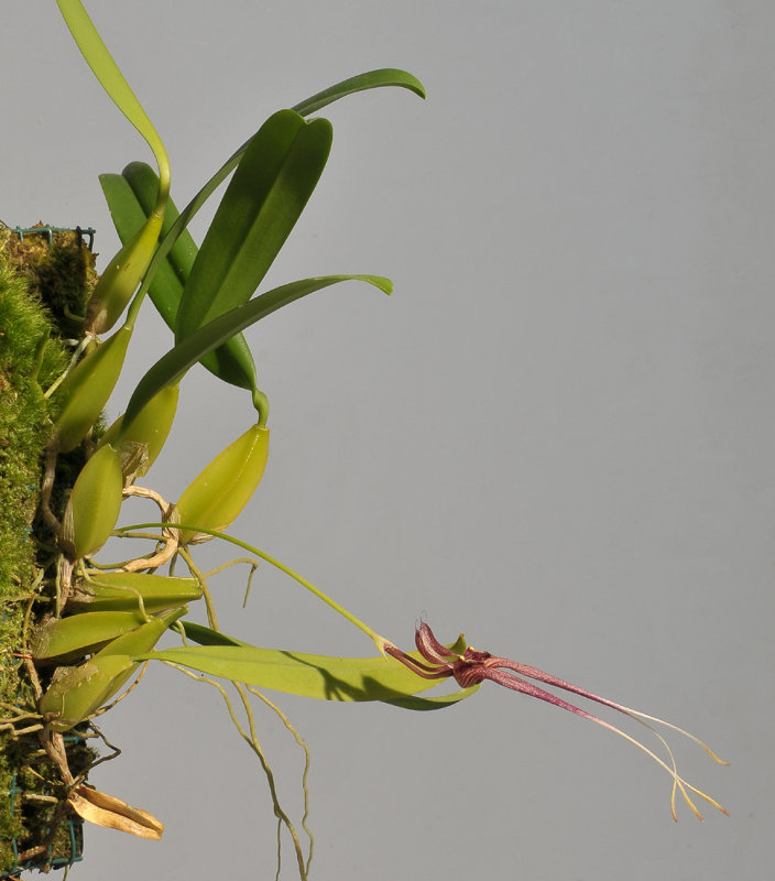 Bulbophyllum biflorum.