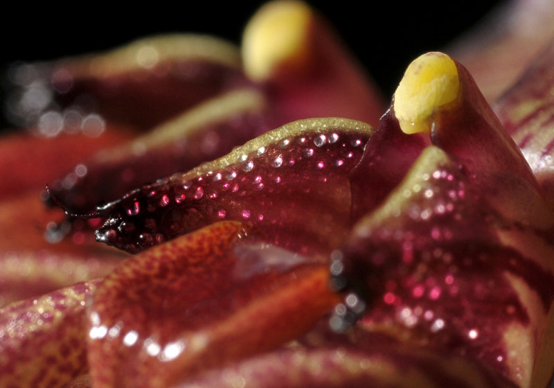 Bulbophyllum biflorum. Close-up. Transparent cells in the petals.