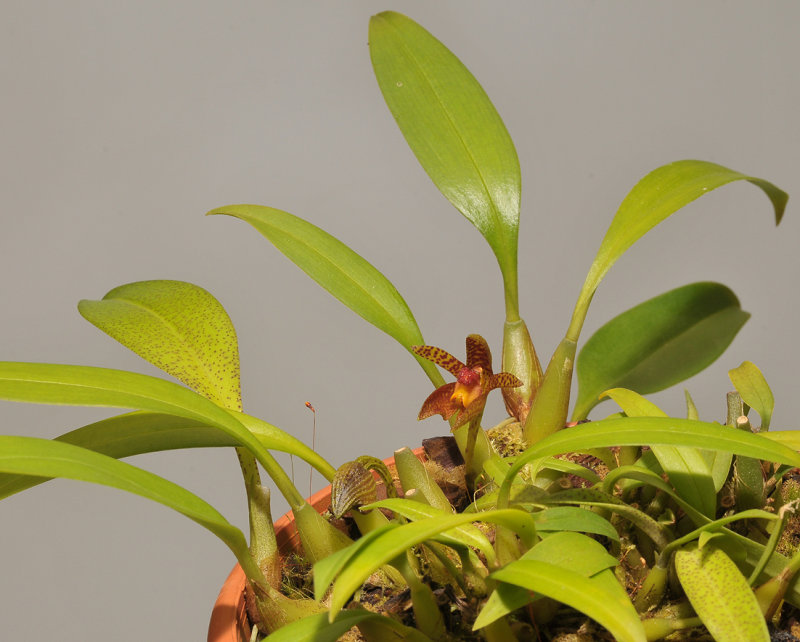 Bulbophyllum deviantiae.