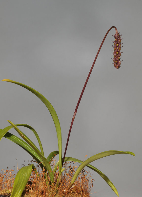 Bulbophyllum coniferum