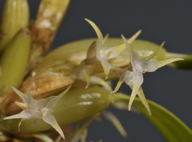 Bulbophyllum fractiflexum.