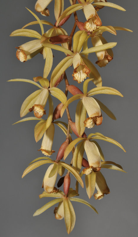Coelogyne bruneiensis. Closer.