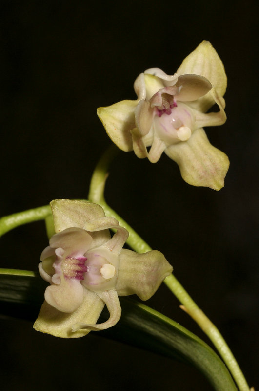 Dendrobium amphigenyum. Closer.