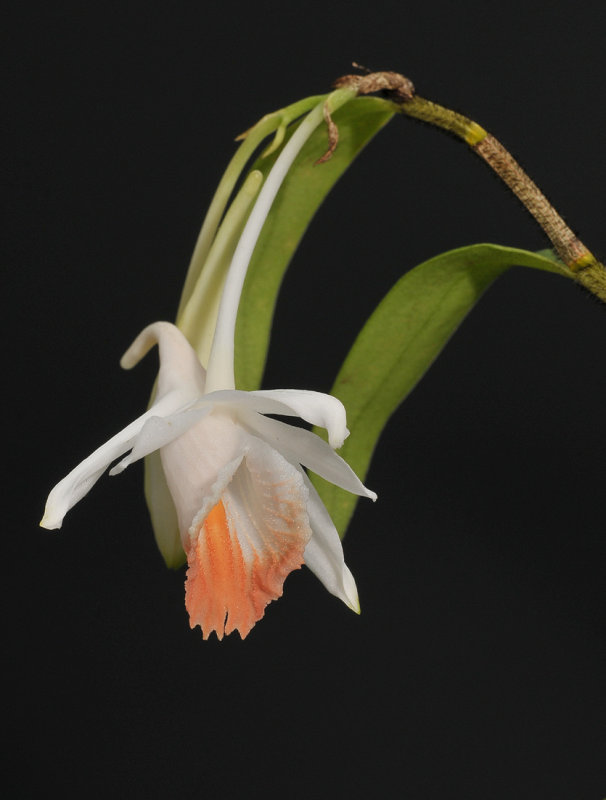 Dendrobium chapaense.