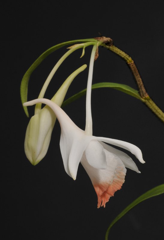 Dendrobium chapaense. Side.