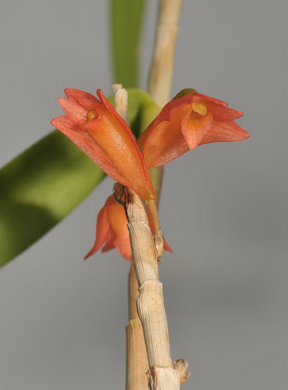 Dendrobium spec. Vietnam. Close-up.