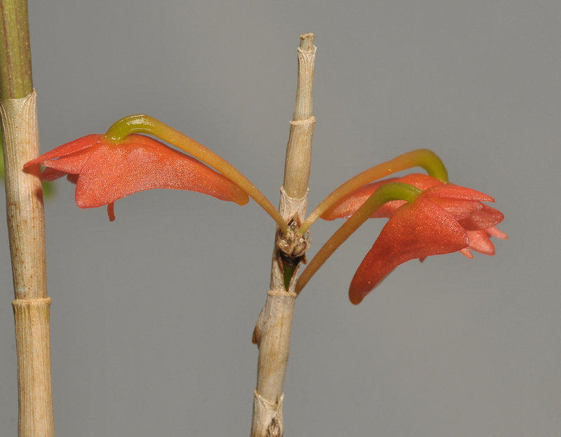 Dendrobium spec. Vietnam. Close-up.