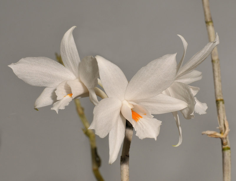 Dendrobium wattii.