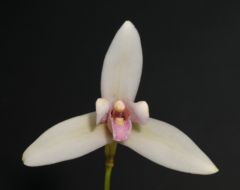 Lycaste guatemalense.