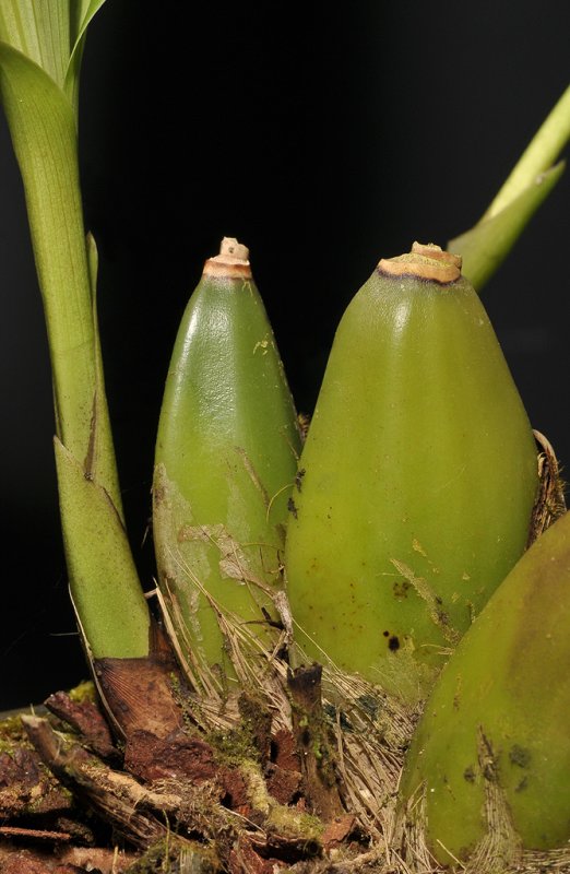 Lycaste leucantha. Pseudobulbs.