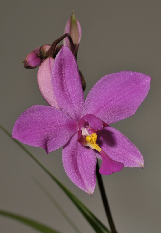 Spathoglottis wariana.