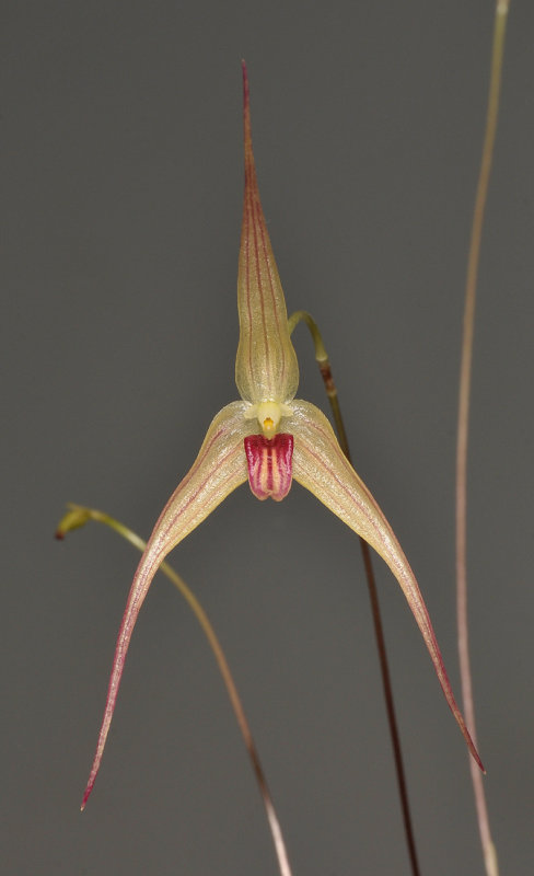 Bulbophyllum calviventer. Closer.