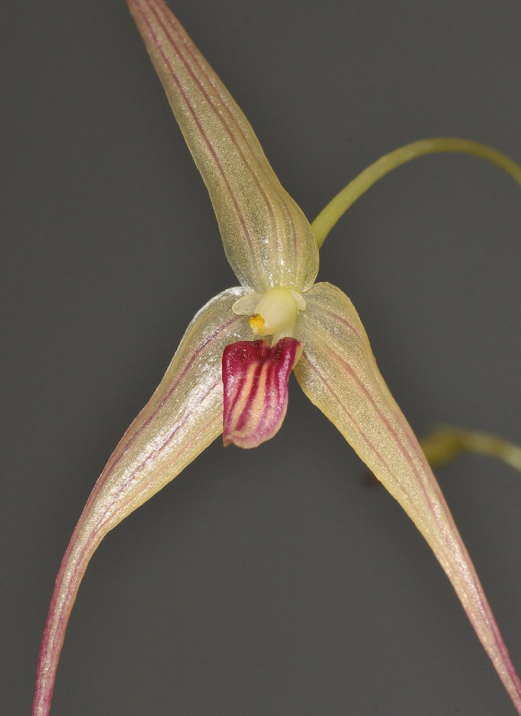 Bulbophyllum calviventer. Close-up.
