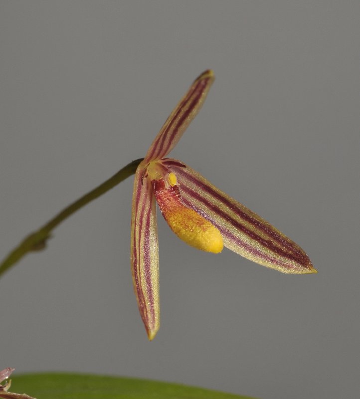 Bulbophyllum spec. sect. Codonosiphon. Close-up.