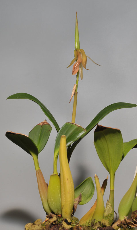 Coelogyne planiscapa.