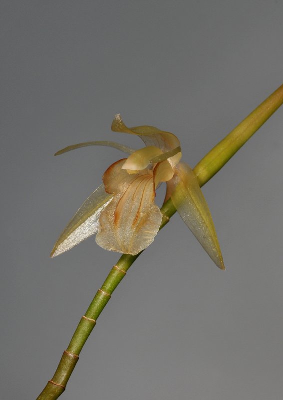 Coelogyne tenompokensis. Close-up.