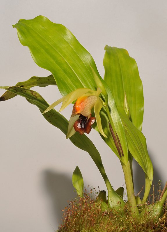 Coelogyne tiomanensis.