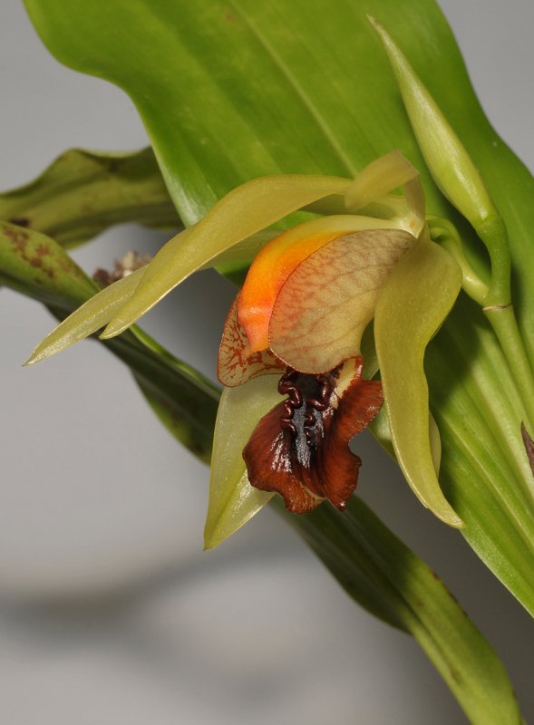 Coelogyne tiomanensis. Close-up side.